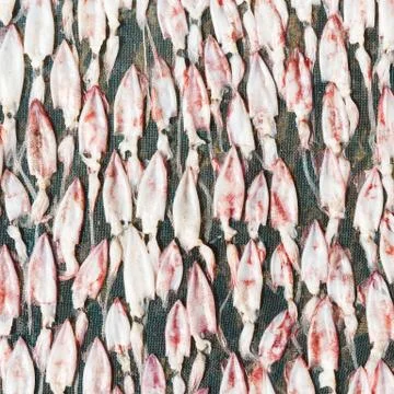 Drying squid on net Stock Photos