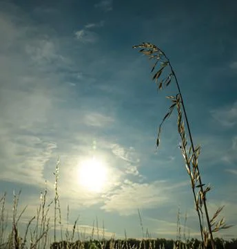 Drying stem of field grass Bromus secalinus in a meadow Foto stock