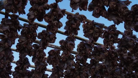 Drying stockfish cod 2 Stock Footage 122657530