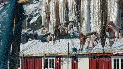 Drying stockfish cod 3 Stock Footage 122657686