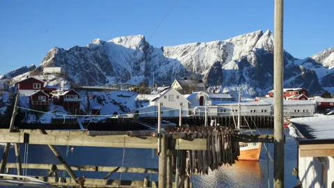 Drying stockfish cod 6 Stock Footage 138498414