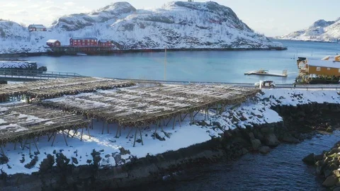 Drying stockfish cod Stock Footage 124855952