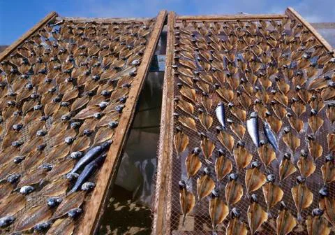 Drying stockfish Stock Photos