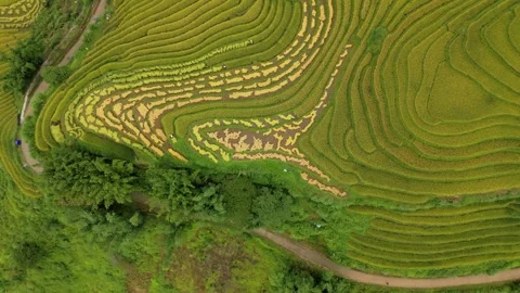 Drying straw patterns during golden rice harvest season, Ta Phin, Vietnal. Stock Footage 346016006