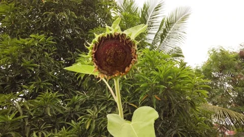 Drying Sunflower Video stock 148977698