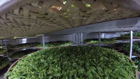 Drying tea Stock Footage 235134120