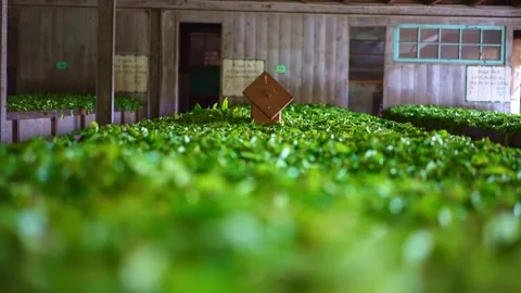 Drying of tea leaves. Production process inside tea factory, Sri Lanka.  Stock Footage 236718365