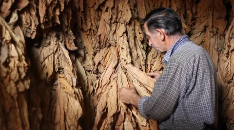 Drying Tobacco Stock Footage 7691271