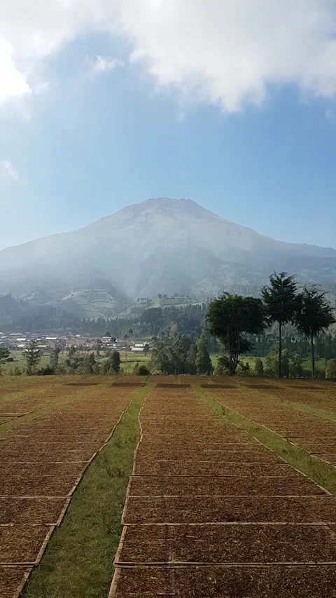 Drying tobacco Video stock 149795807