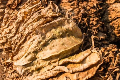 Drying tobacco leaf Stock Photos