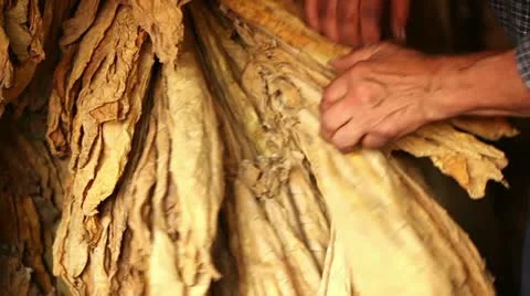 Drying  tobacco leaves Stock Footage 24669072