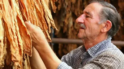Drying  tobacco leaves Video stock 24670078