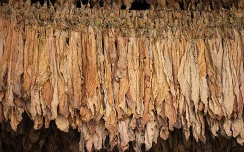 Drying Tobacco Stock Photos
