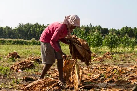 DRYING TOBACCO Stock Photos