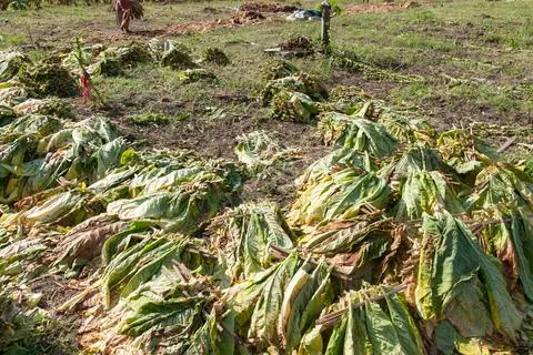 DRYING TOBACCO Stock Photos