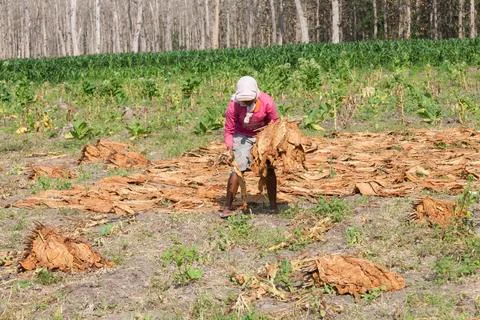 DRYING TOBACCO Stock Photos