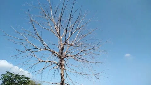 Drying tree branches in summer Stock Footage 289165673
