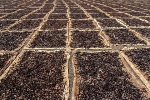 Drying vanilla Stock Photos