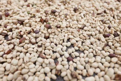 Drying white raw coffee beans on a grid. Fresh coffe beans at farm in Colombi Foto stock