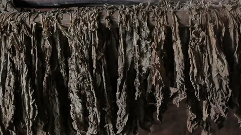 Drying in the wind  leaves of the cigar tobacco Stock Footage