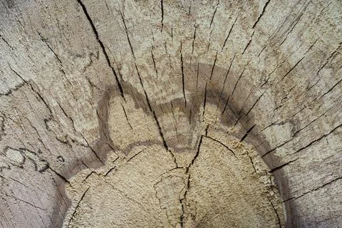 Drying wood log, tree section with cracks and fungi marks Stock Photos