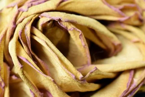 Drying yellow rose Stock Photos