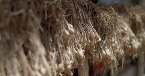 Drying your onions makes them dry and ready for next planting. Stock Footage 317331330