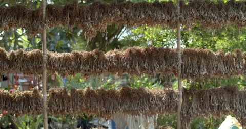 Drying your onions makes them dry and ready for next planting. Stock Footage 317331426
