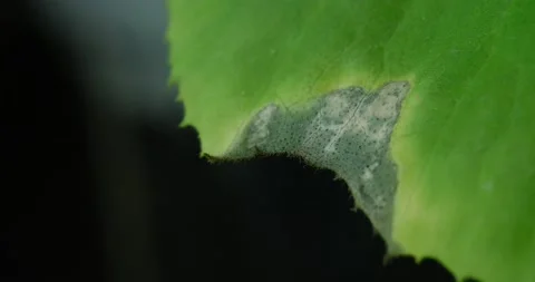 Drying zucchini leaf Stock Footage 131199937