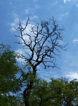 Dryness branch Stock Photos
