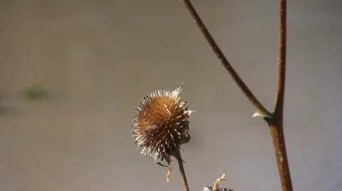 DryNettleZoomOutToPond Vídeo Stock 282633