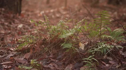 Dryopteris filix-mas Stock Footage 166935111
