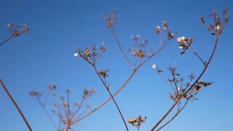 DryPlants Stock Footage 139719055