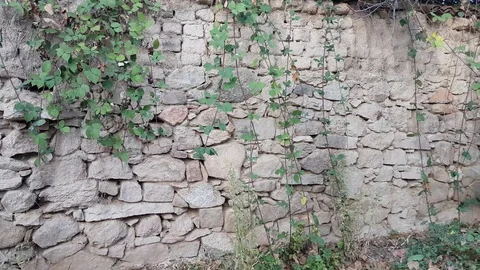 Drystone &amp; adobe wall with weeds. Autumn/fall. Bulgaria. Vídeos de archivo 97207150