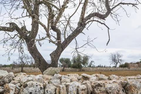 Drystone wall and tree landscape Stock Photos