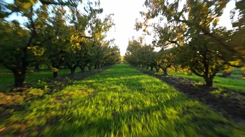 Drzewa1Flight between peach trees with sunlight shining through between them. Stock Footage 222612065