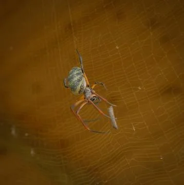 DSC 0017 Stock Photos