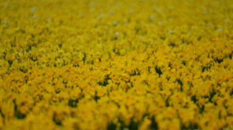 DSC 0028 스톡 동영상 365037