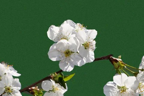 DSC 0052 b Cherry blossoms in early spring Stock Photos