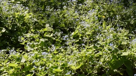 DSC 0060-blue spring flowers Stock Footage 88668092
