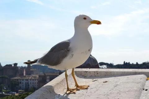 DSC 0164 Stock Photos