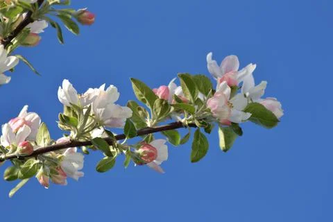 DSC 0165 mApple tree branches bloom in early spring Foto stock