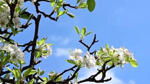 DSC 0182-the beautiful spring tree blossoms in the sunshine Stock Footage 306538397