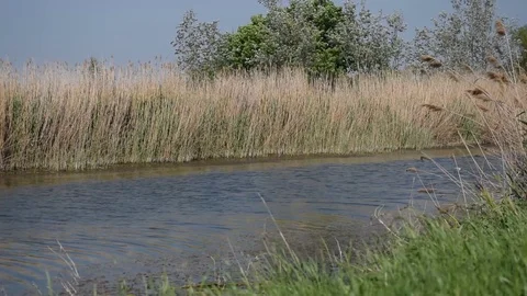 DSC 0255-small river Stock Footage 89093345