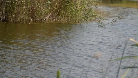 DSC 0279-small river Stock Footage 90519243