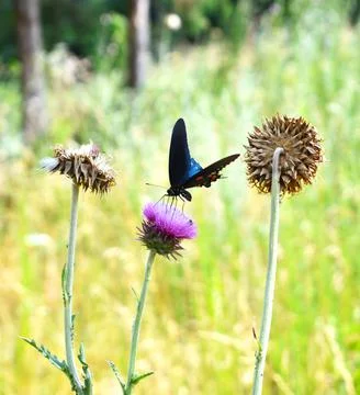 DSC 0331 스톡 사진