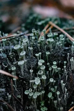 DSC 0336 Stock Photos