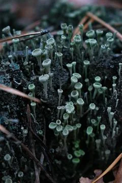 DSC 0337 Stock Photos