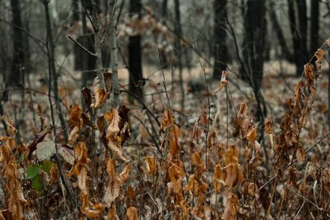 DSC 0338 Stock Photos