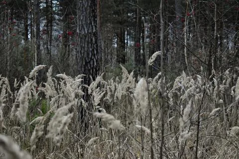 DSC 0342 Stock Photos